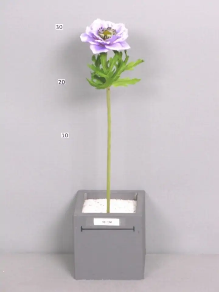 Анемоне 38см пласт. - Anemone coronaria