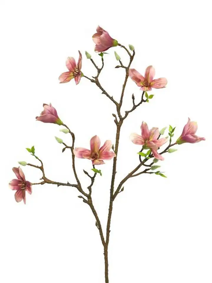 Магнолия клонка пласт. - Magnolia Evi L pink