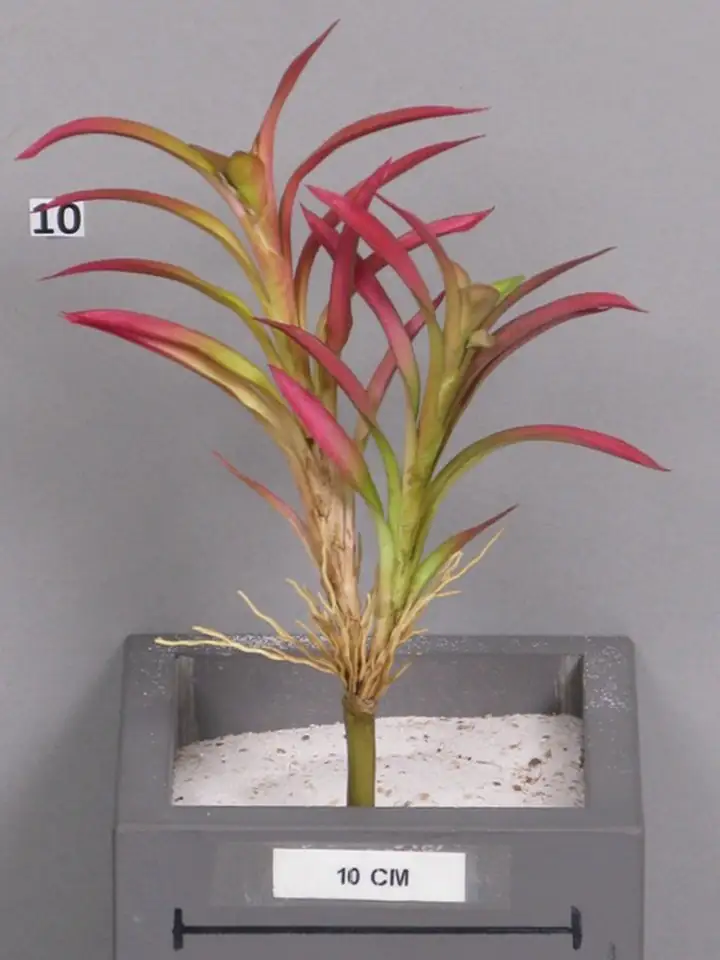 Казва 25см пласт. - Caswa burgundy