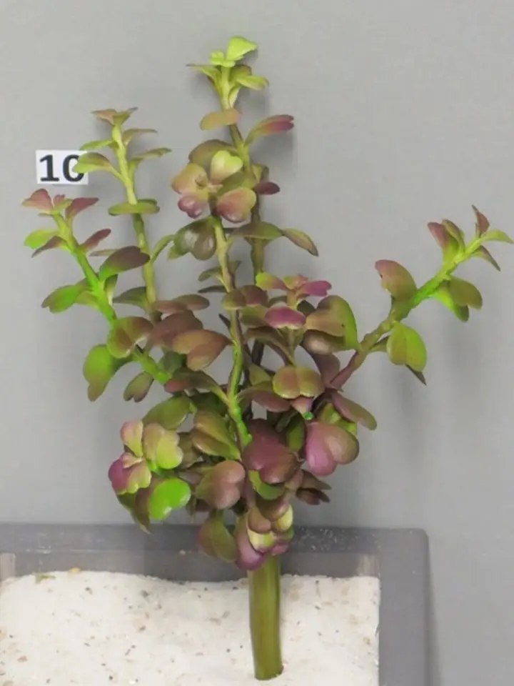 Седум 14см пласт. - Sedum Spurium burgundy