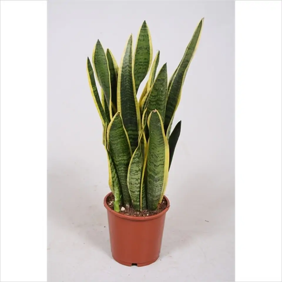 Сансевиериа D14 H50 - Sansevieria Cylindrica fan