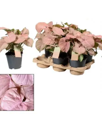 Сингониум D14 H30 - Syngonium Red Heart