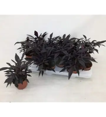 Ипомоея D10 H20 - Ipomoea batatas green