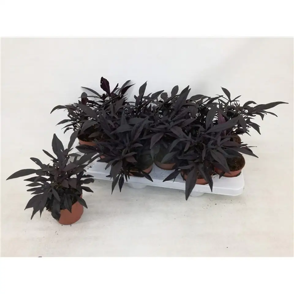 Ипомоея D10 H20 - Ipomoea batatas green