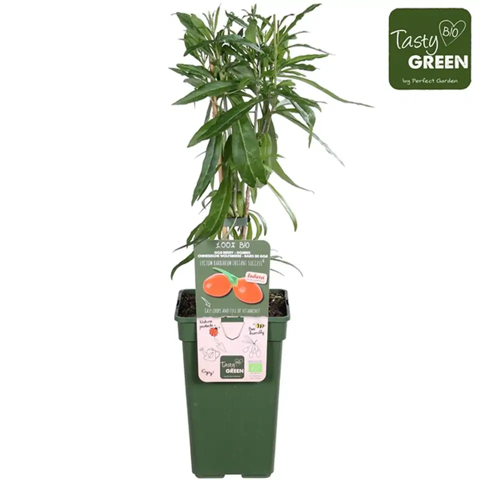 Годжи бери D19 H55