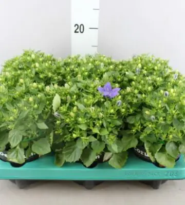 Кампанула D11 H20 - Campanula mix