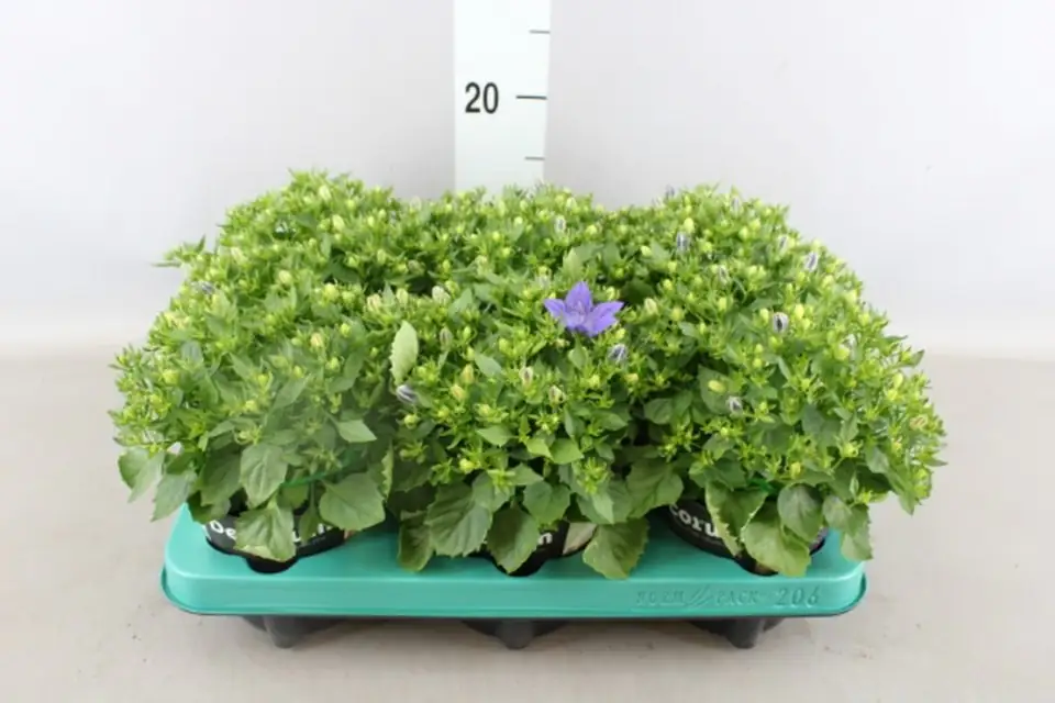 Кампанула D11 H20 - Campanula mix