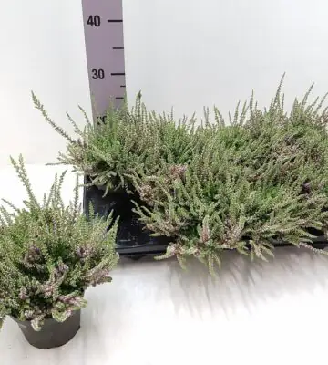 Калуна D13 H25 - Calluna vulgaris Beauty Ladies mix