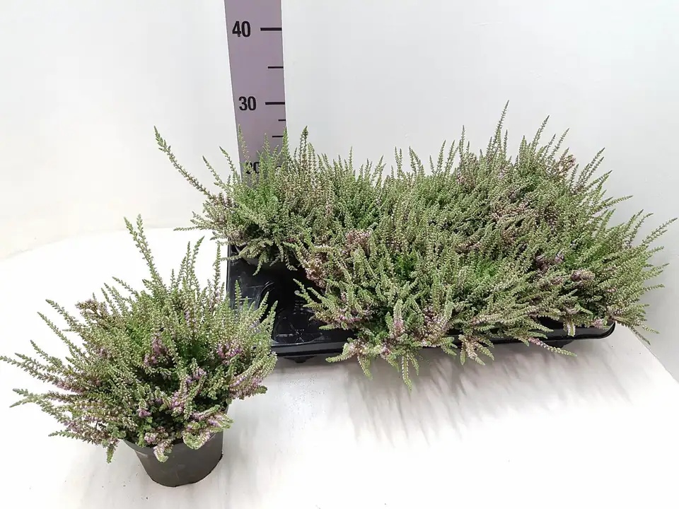 Калуна D13 H25 - Calluna vulgaris Beauty Ladies mix