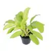 Филoдендрон D12 H40 - Philodendron Malay Gold