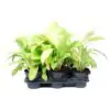 Филoдендрон D12 H40 - Philodendron Malay Gold - Image 2