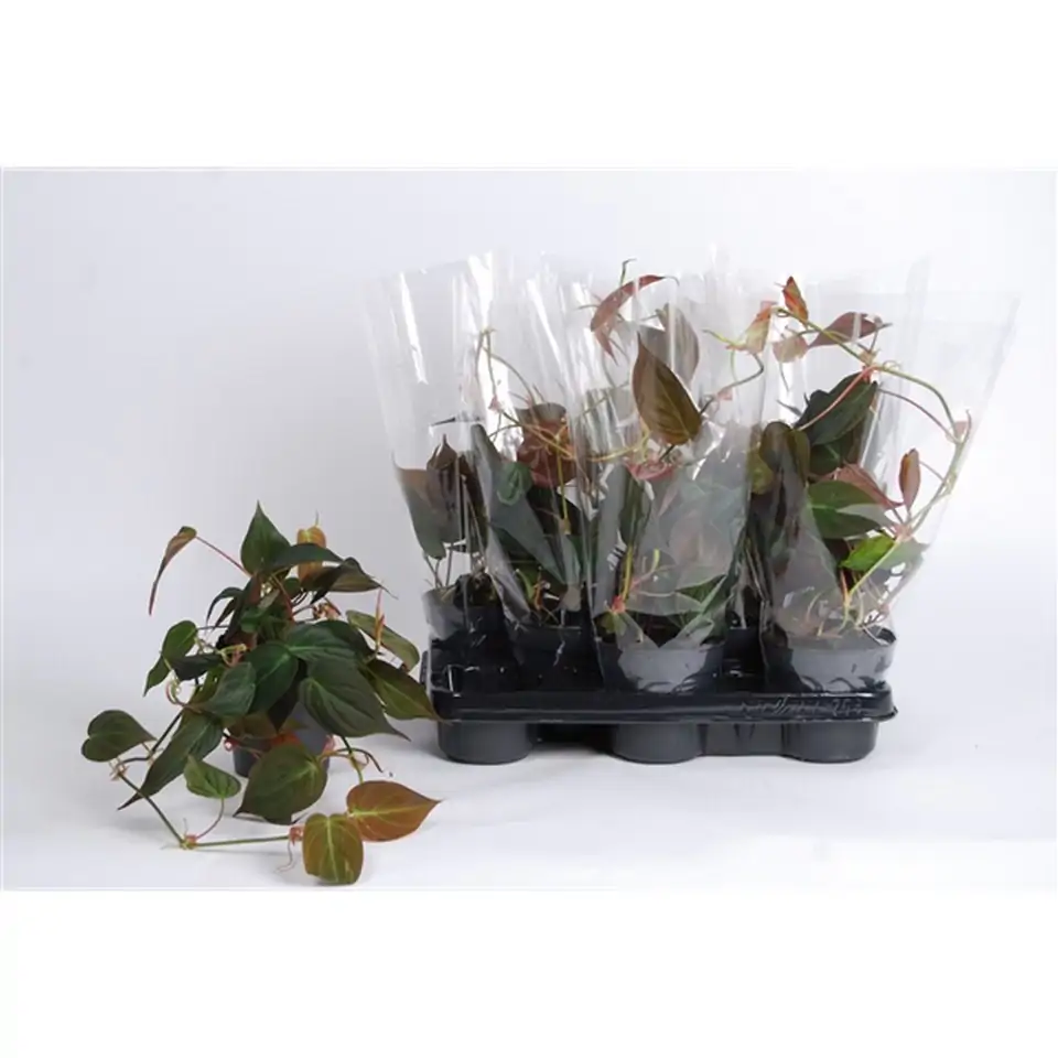 Филодендрон D12 H20 - Philo scandens subsp. micans - Image 3
