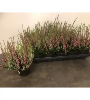 Калуна D12 H20 - Calluna Beauty Ladies Trio