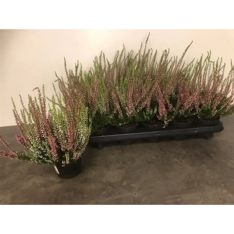 Калуна D12 H20 - Calluna Beauty Ladies Trio