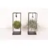 Тиландзия D25 H35 - Tillandsia arrangement