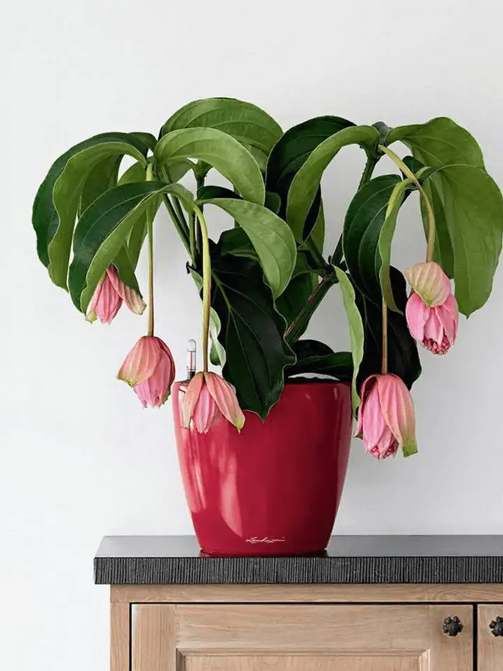 Classico Premium LS set 28 H26 - Red - Image 3