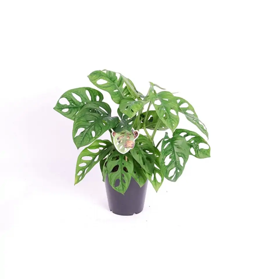 Монстера D12 H30 - Monstera Obliqua