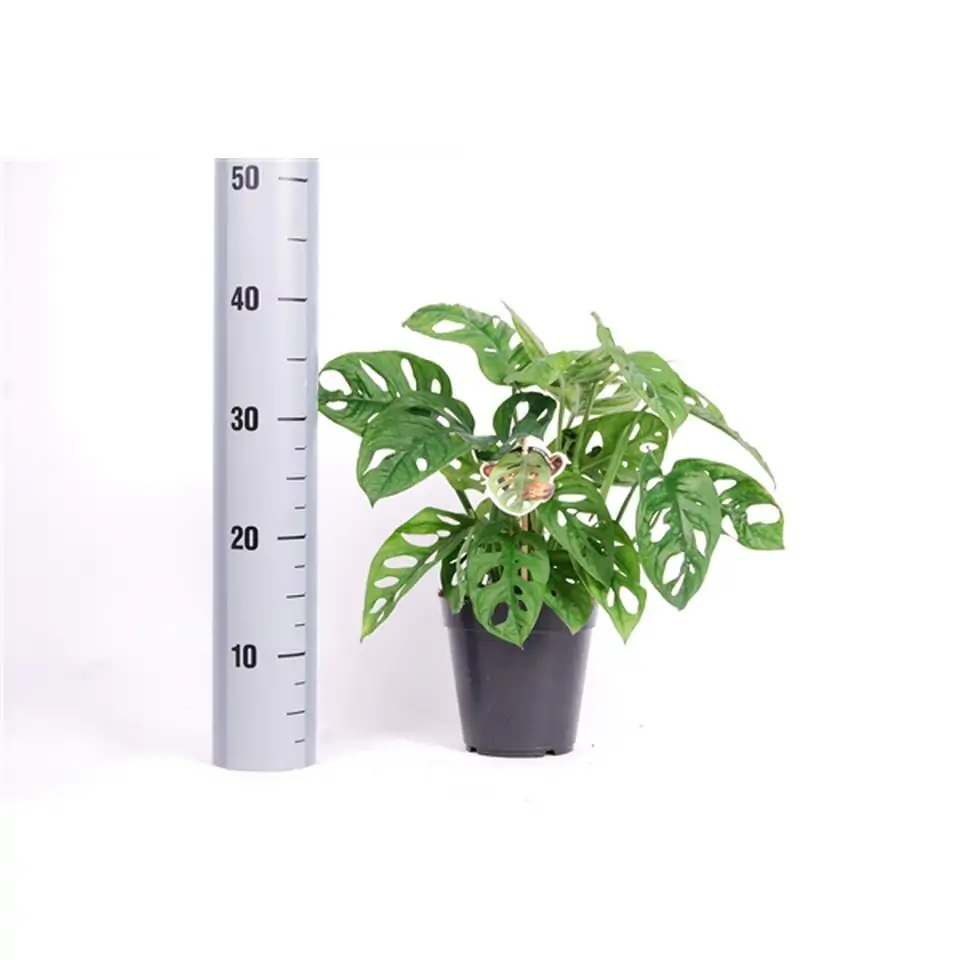 Монстера D12 H30 - Monstera Obliqua - Image 2