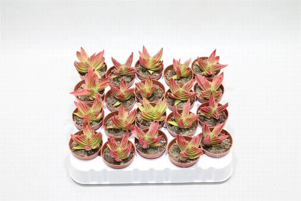 Красула D6.5 H8 - Crassula Capitella Campfire