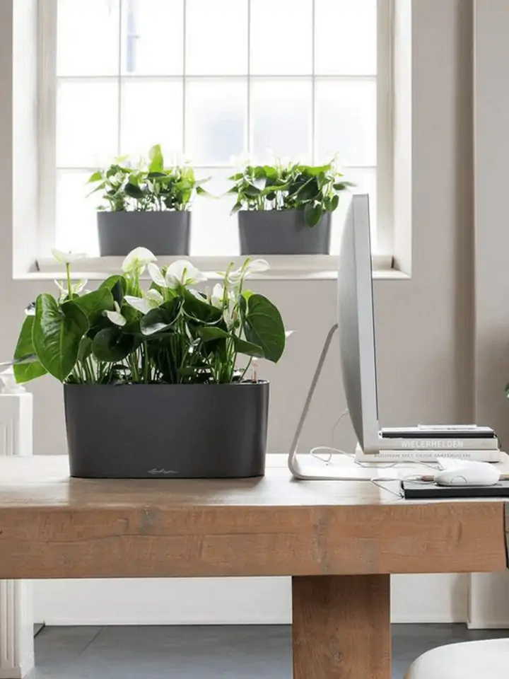 Delta Premium oval 40x15 H18 - Anthracite - Image 3