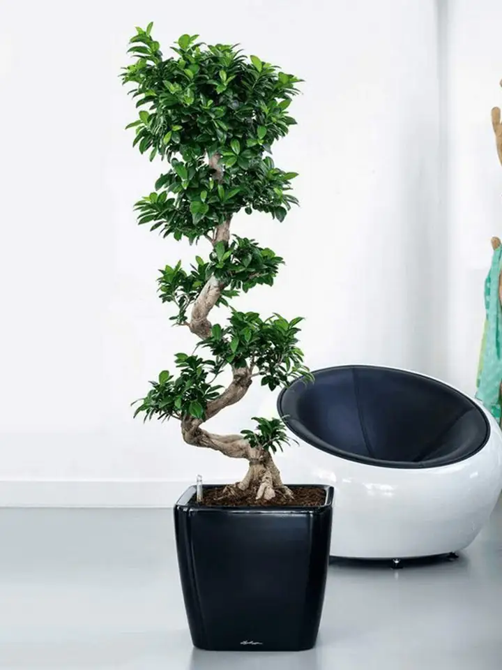 Quadro Premium LS set 43x43 H40 - Black - Image 3