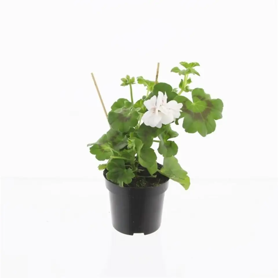 Пеларгониум D10 H25 - Pelargonium Peltatum Double White
