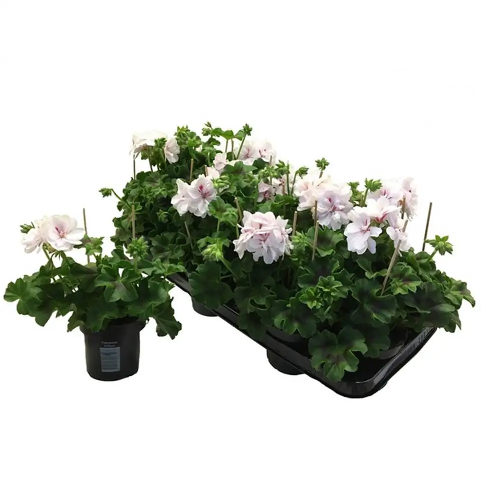 Пеларгониум D10 H25 - Pelargonium Peltatum Double White - Image 2