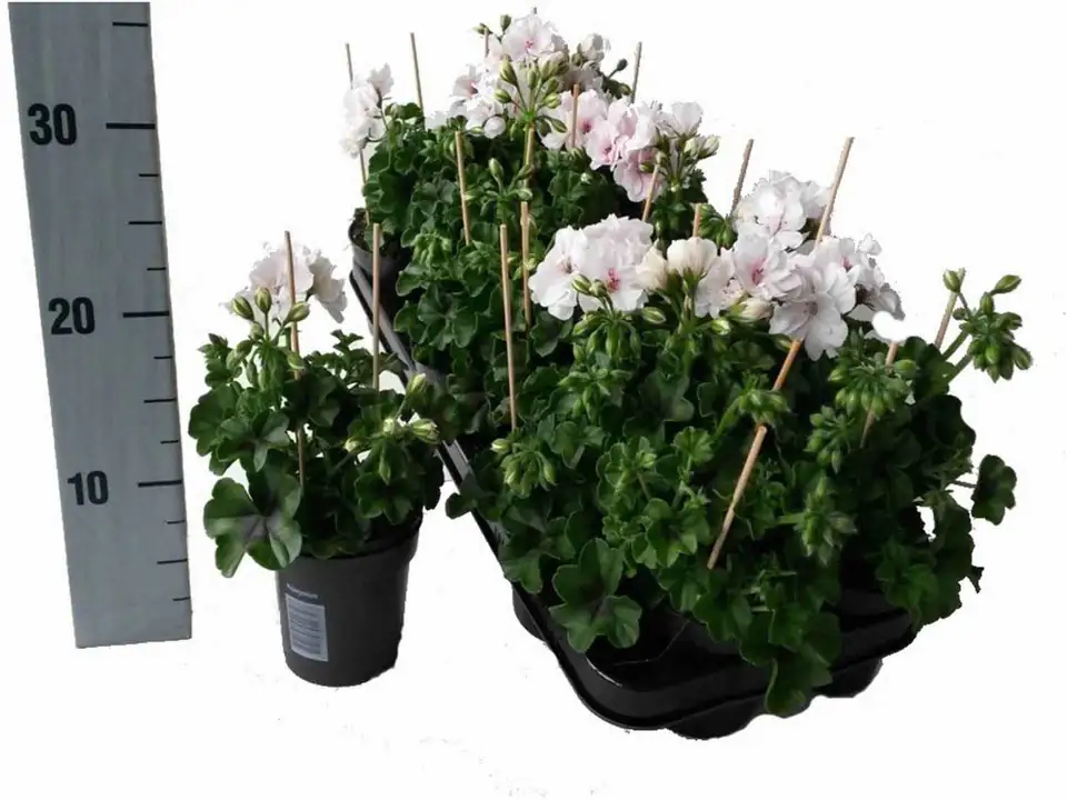 Пеларгониум D10 H25 - Pelargonium Peltatum Double White - Image 3