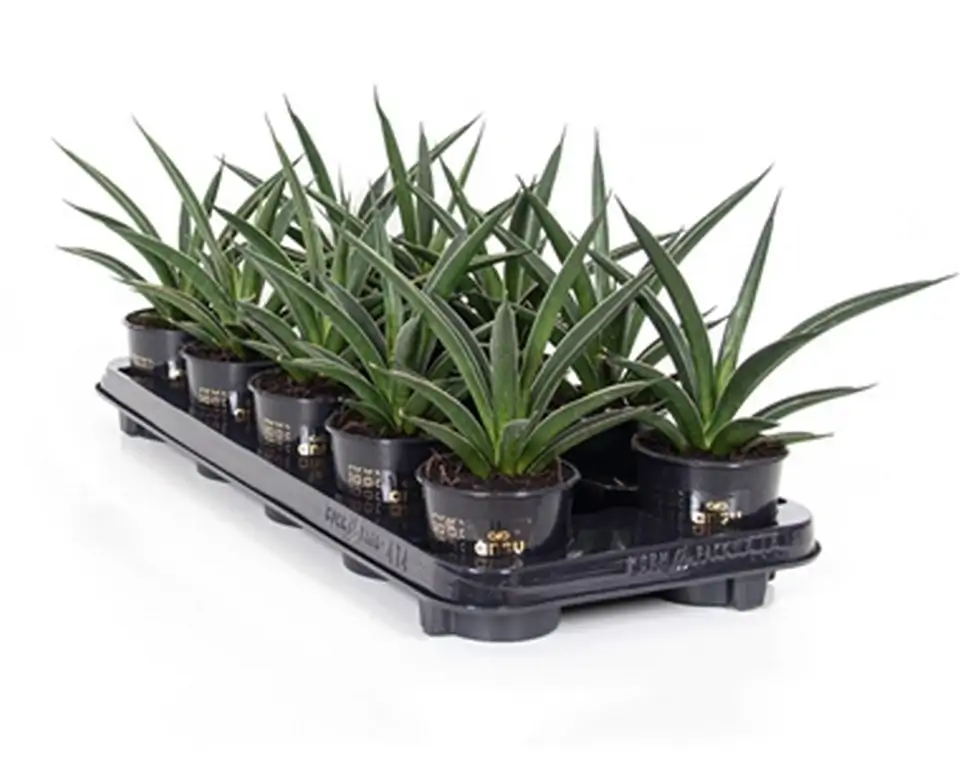 Сансевиериа D9 H30 - Sanseveria Comet Amazon - Image 2