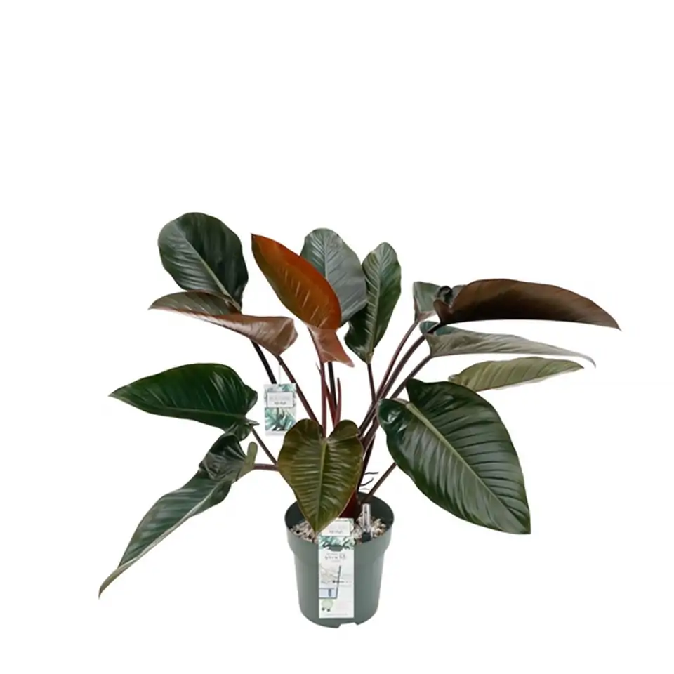 Филодендрон D30 H110 - Philodendron Red Beauty