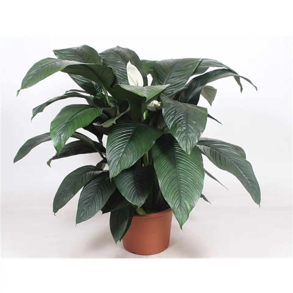 Спатифилум D45 H140 - Spathiphyllum Sensation