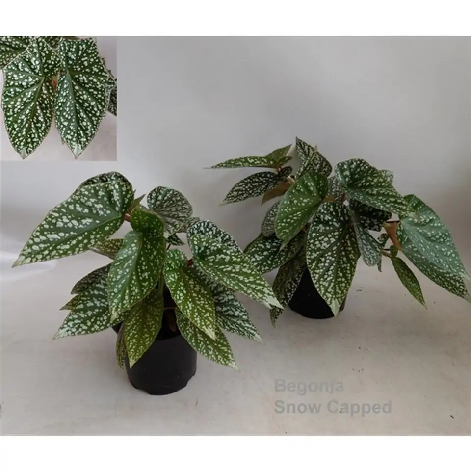 Бегония D14 H33 - Begonia Snow Capped