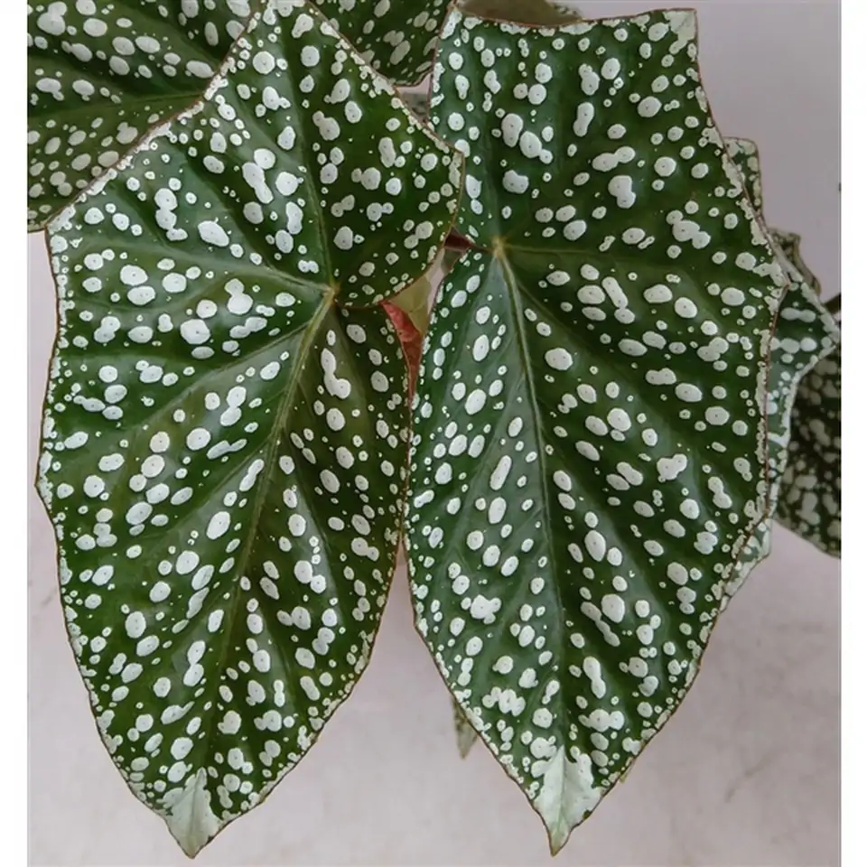 Бегония D14 H33 - Begonia Snow Capped - Image 2