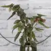 Бегония D14 H33 - Begonia Snow Capped - Image 3