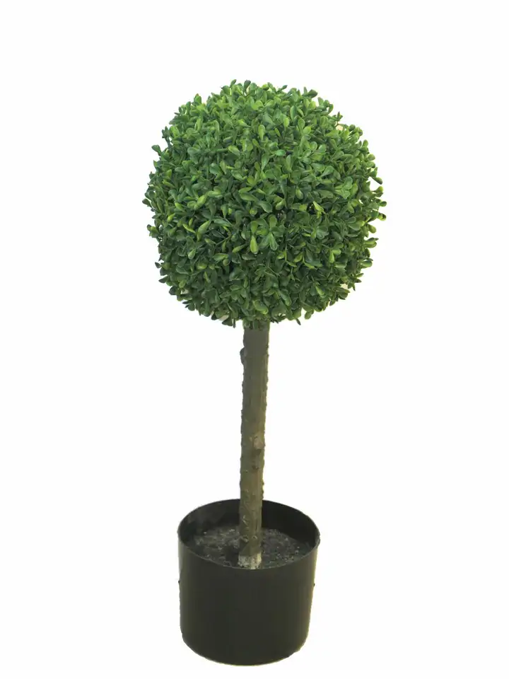 Чемшир топка D20см на ствол H60см - Box Princeville Topiary