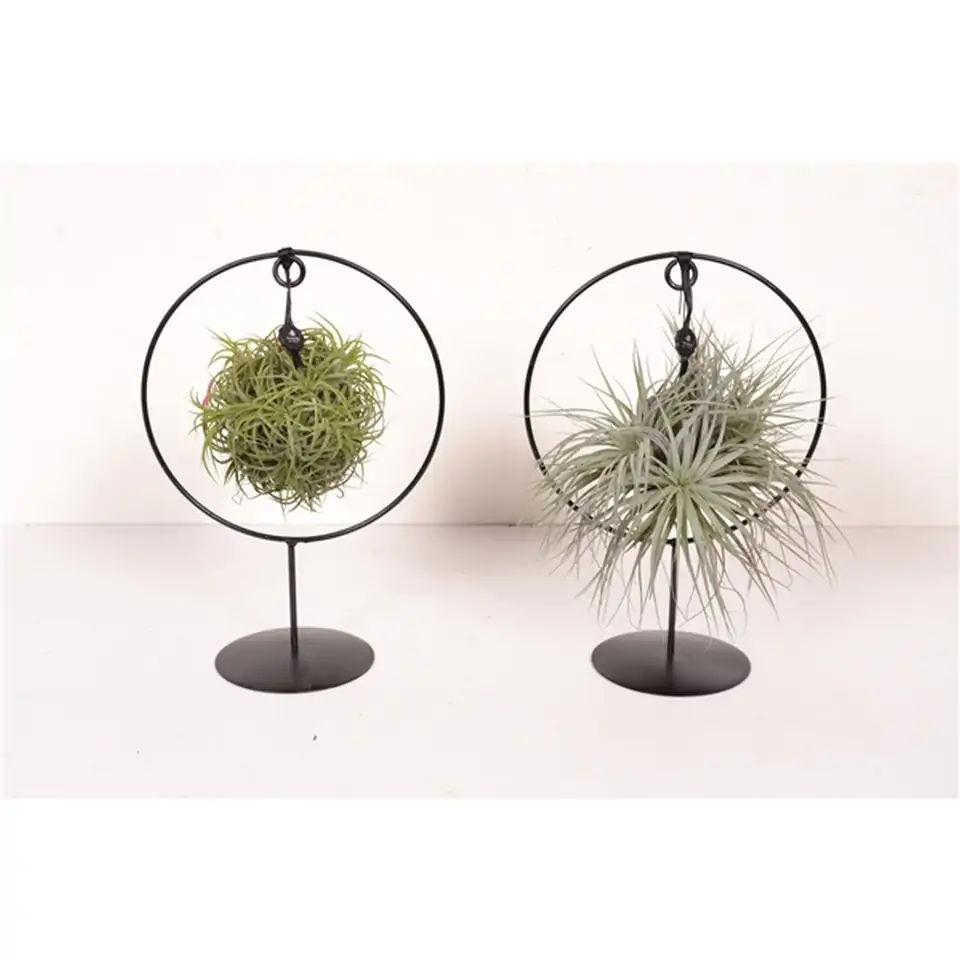 Тиландзия D17 H30 - Tillandsia arrangement