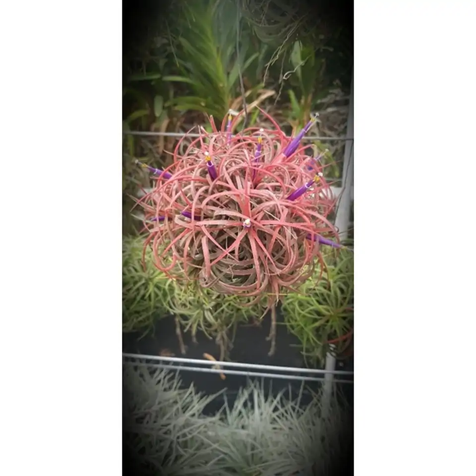 Тиландзия D17 H30 - Tillandsia arrangement - Image 3