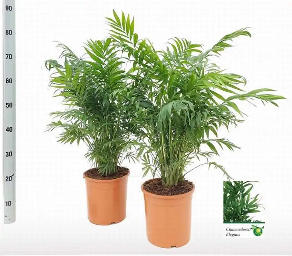 Хамедорея D21 H80 - Chamaedorea Elegans