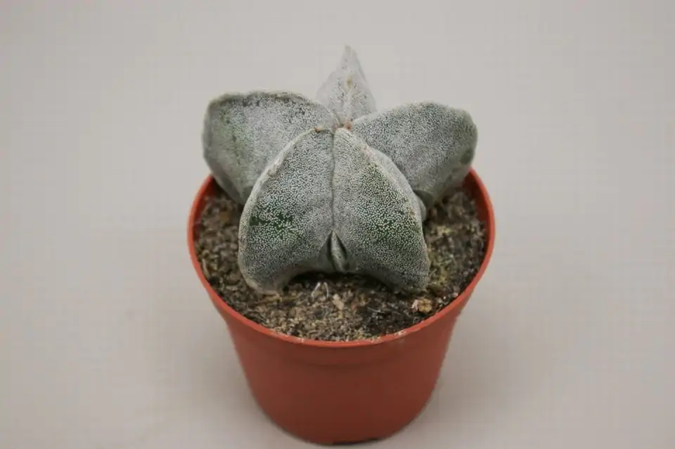 Астрофитум D8.5 H12 - Astrophytum myriostigma