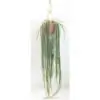 Рипсалис D21 H100 - Rhipsalis paradoxa Minor - Image 2