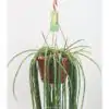 Рипсалис D21 H100 - Rhipsalis paradoxa Minor - Image 3