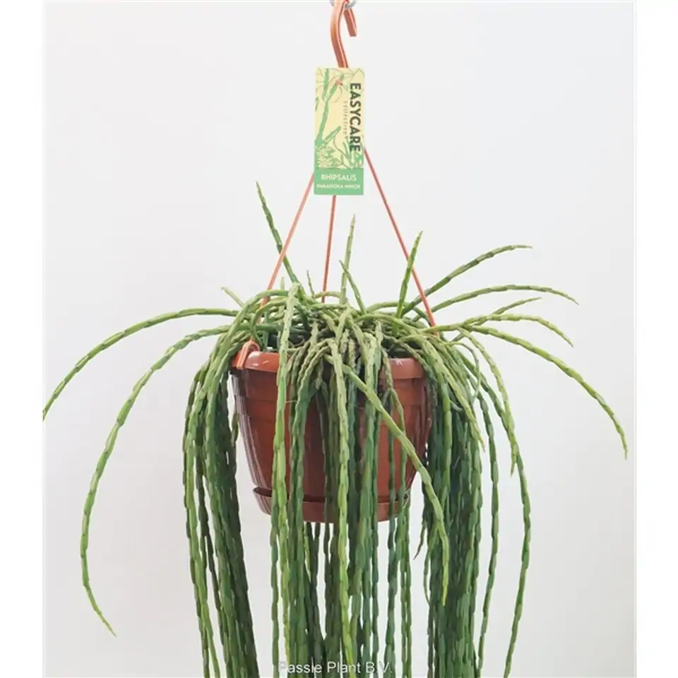 Рипсалис D21 H100 - Rhipsalis paradoxa Minor - Image 3