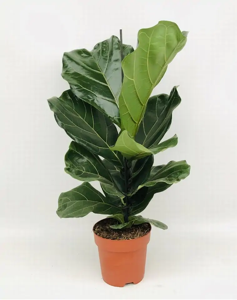 Фикус D17 H70 - Ficus Lyrata