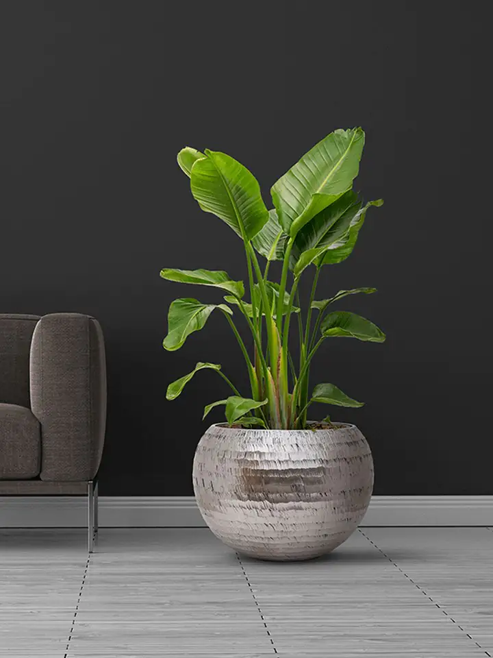 Opus D40 H32 - Hammered Globe Silver - Image 2