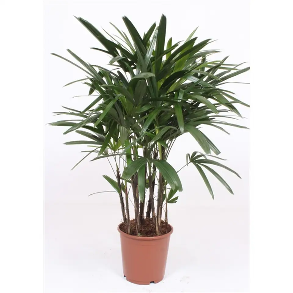 Палма Рапис D24 H100 - Rhapis excelsa