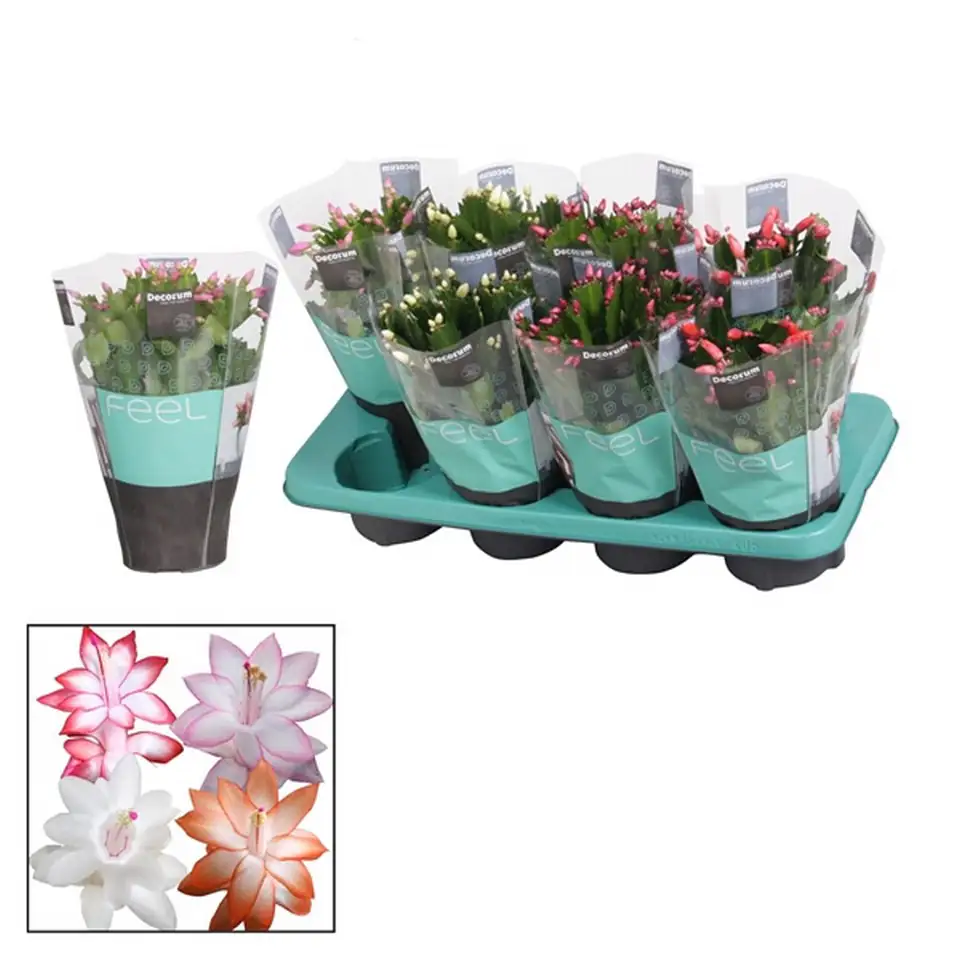 Шлумбергера D13 H27 - Schlumbergera mix