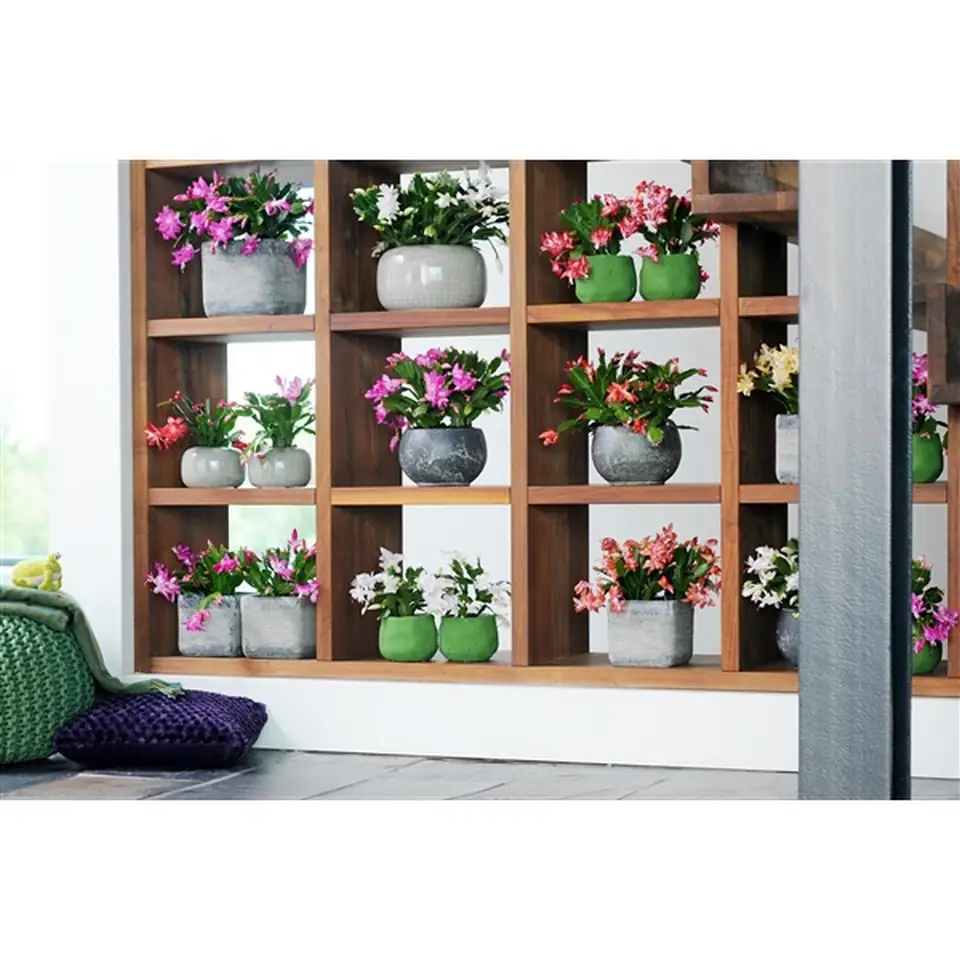 Шлумбергера D13 H27 - Schlumbergera mix - Image 2