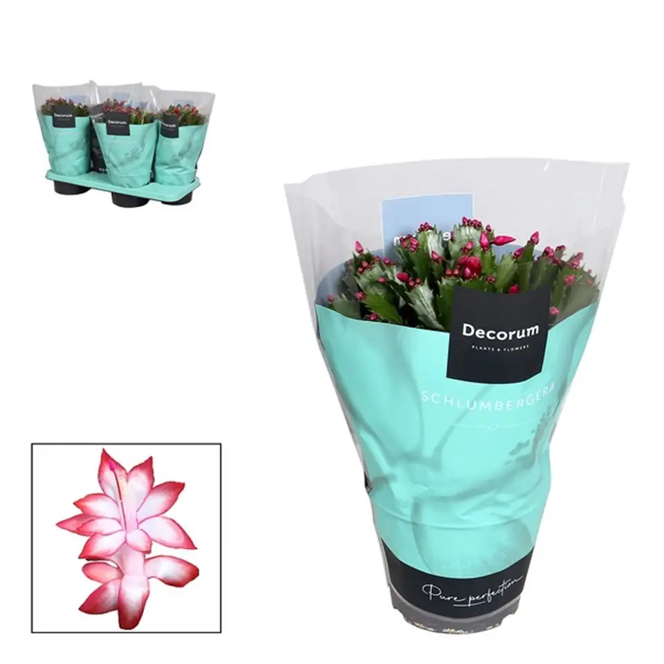 Шлумбергера D17 H32 - Schlumbergera red