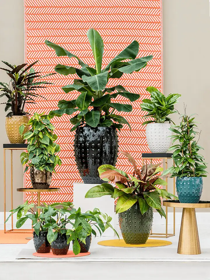 Laos mini D25(19) H28 - black - Image 2