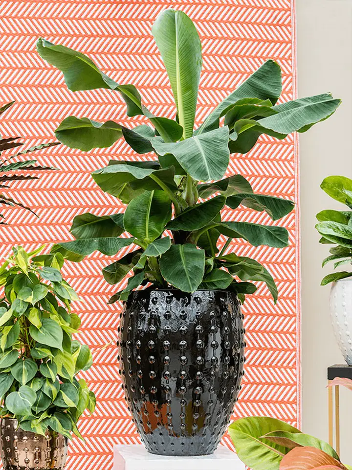 Laos D44(29) H55 - black glow - Image 2